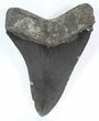 Serrated Megalodon Tooth - Georgia #52404-2